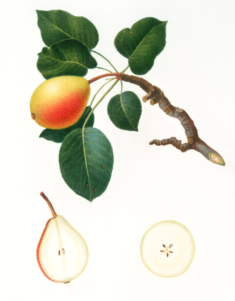 Pear (Pyrus regalis) from Pomona Italiana (1817 - 1839) by Giorgio Gallesio (1772-1839).