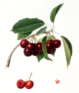 Cherry (Cerasus visciola) from Pomona Italiana (1817 - 1839) by Giorgio Gallesio (1772-1839).