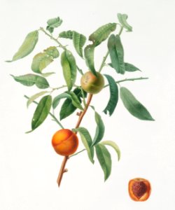 Peach (Amygdalus persica iulodermis) from Pomona Italiana (1817 - 1839) by Giorgio Gallesio (1772-1839).