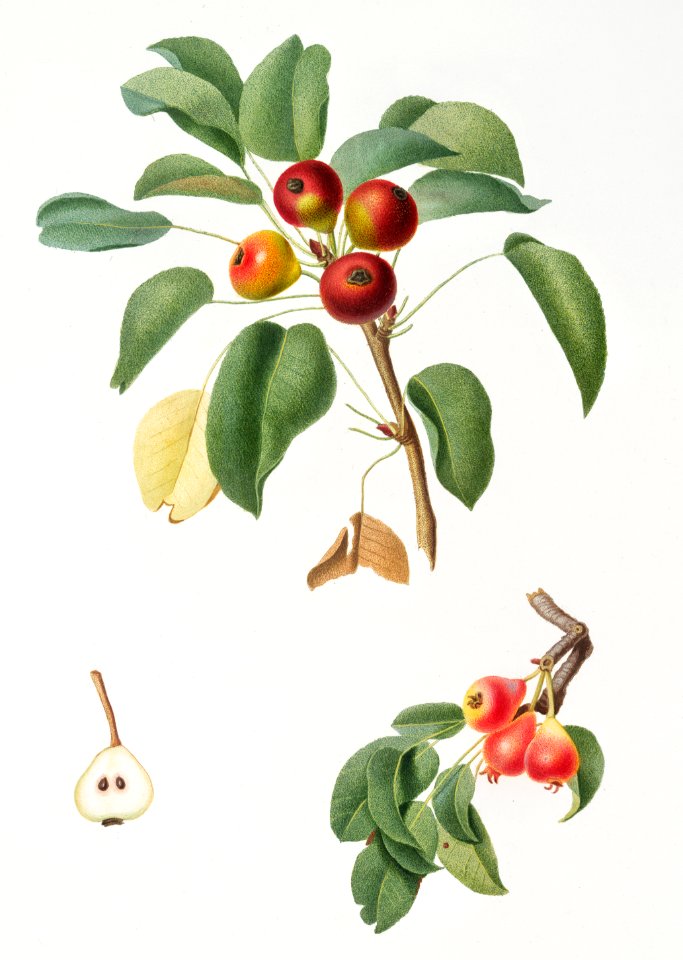 Musky pear (Pyrus sativa) from Pomona Italiana (1817 - 1839) by Giorgio Gallesio (1772-1839).