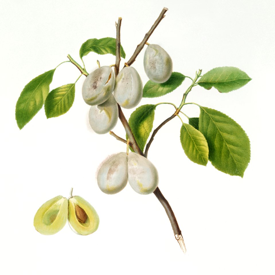 Plum (Prunus verdacchia) from Pomona Italiana (1817 - 1839) by Giorgio Gallesio (1772-1839).
