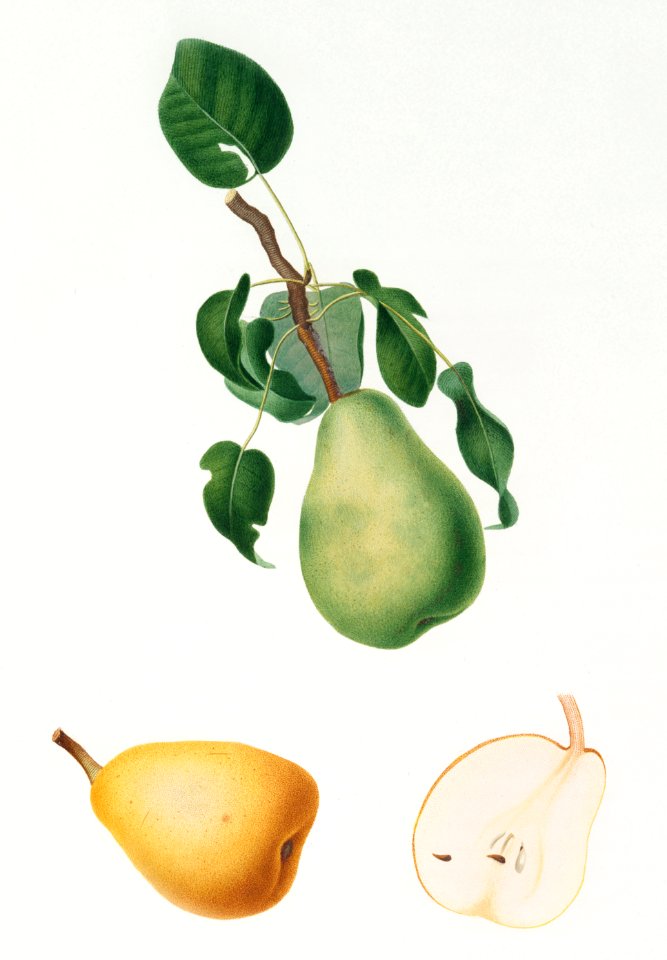 Winter citron (Pyrus virgolata) from Pomona Italiana (1817 - 1839) by Giorgio Gallesio (1772-1839).