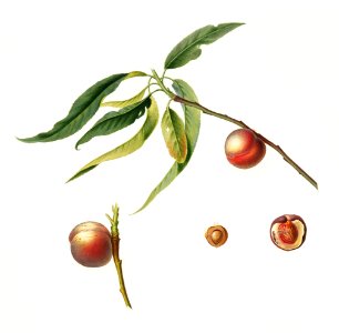 Peach (Prunus persica) from Pomona Italiana (1817 - 1839) by Giorgio Gallesio (1772-1839).
