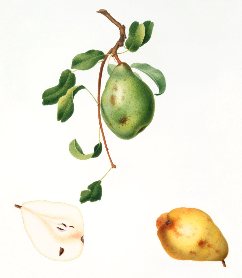 Pear (Pyrus spadonnia) from Pomona Italiana (1817 - 1839) by Giorgio Gallesio (1772-1839).