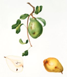 Pear (Pyrus spadonnia) from Pomona Italiana (1817 - 1839) by Giorgio Gallesio (1772-1839).
