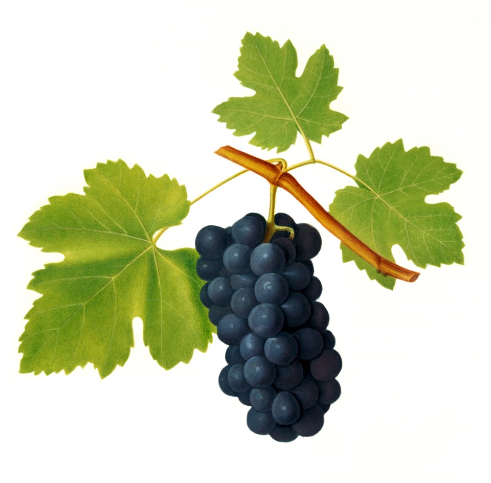 San Colombano grapes (Vitis vinifera Sancti Colombani) from Pomona Italiana (1817 - 1839) by Giorgio Gallesio (1772-1839).