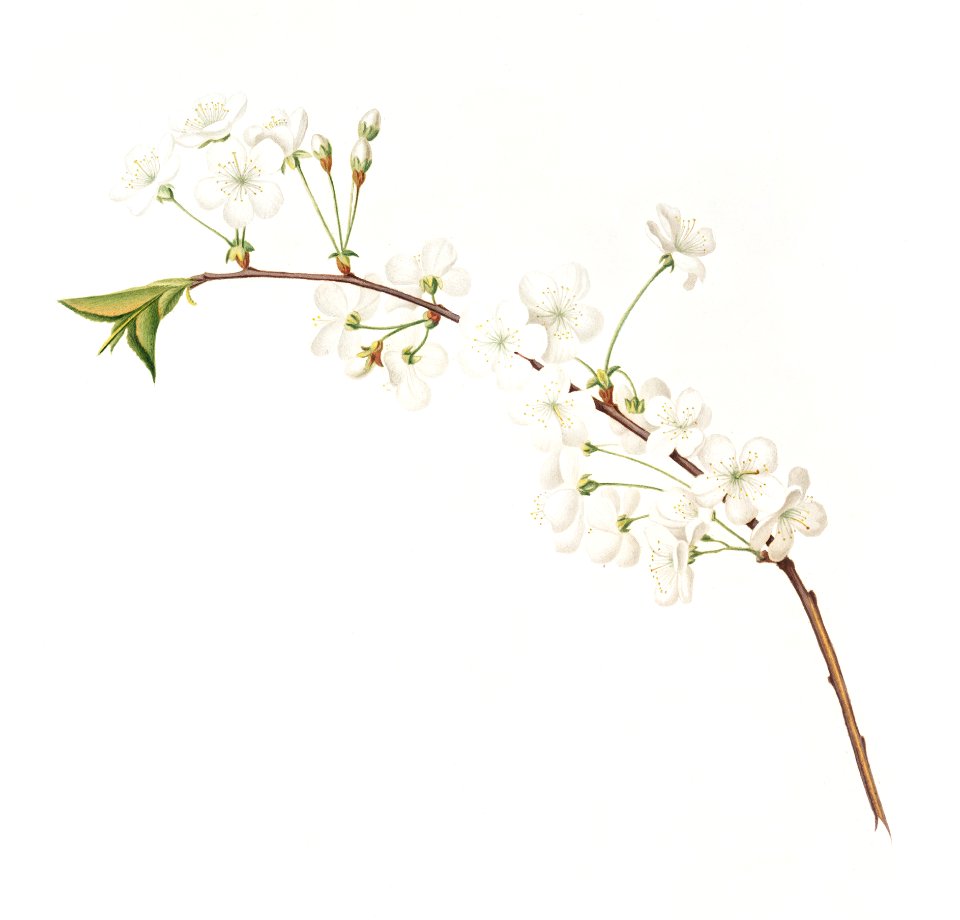 Amarena cherry flower (Prunus cerasus) from Pomona Italiana (1817 - 1839) by Giorgio Gallesio (1772-1839).