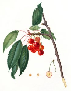 Cherry (Prunus avium) from Pomona Italiana (1817 - 1839) by Giorgio Gallesio (1772-1839).. Free illustration for personal and commercial use.