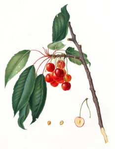 Cherry (Prunus avium) from Pomona Italiana (1817 - 1839) by Giorgio Gallesio (1772-1839).