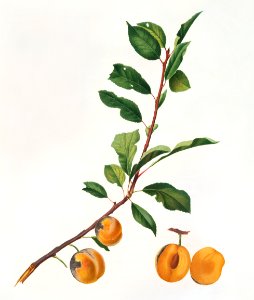 Apricot (Prunus Sanctae Catherinae) from Pomona Italiana (1817 - 1839) by Giorgio Gallesio (1772-1839).