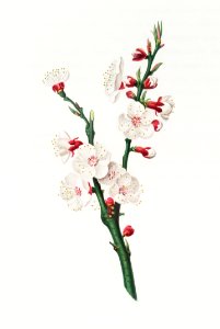 Apricot flower (Prunus armeniaca) from Pomona Italiana (1817 - 1839) by Giorgio Gallesio (1772-1839).