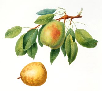 Pear (Pyrus butyra) from Pomona Italiana (1817 - 1839) by Giorgio Gallesio (1772-1839).