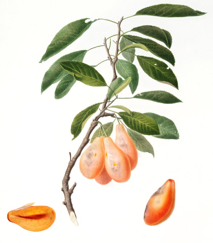 Plum (Prunus ligustica) from Pomona Italiana (1817 - 1839) by Giorgio Gallesio (1772-1839).