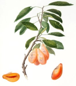 Plum (Prunus ligustica) from Pomona Italiana (1817 - 1839) by Giorgio Gallesio (1772-1839).