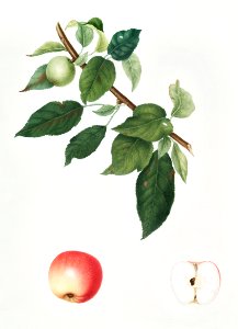 Apple (Malus pumila) from Pomona Italiana (1817 - 1839) by Giorgio Gallesio (1772-1839).