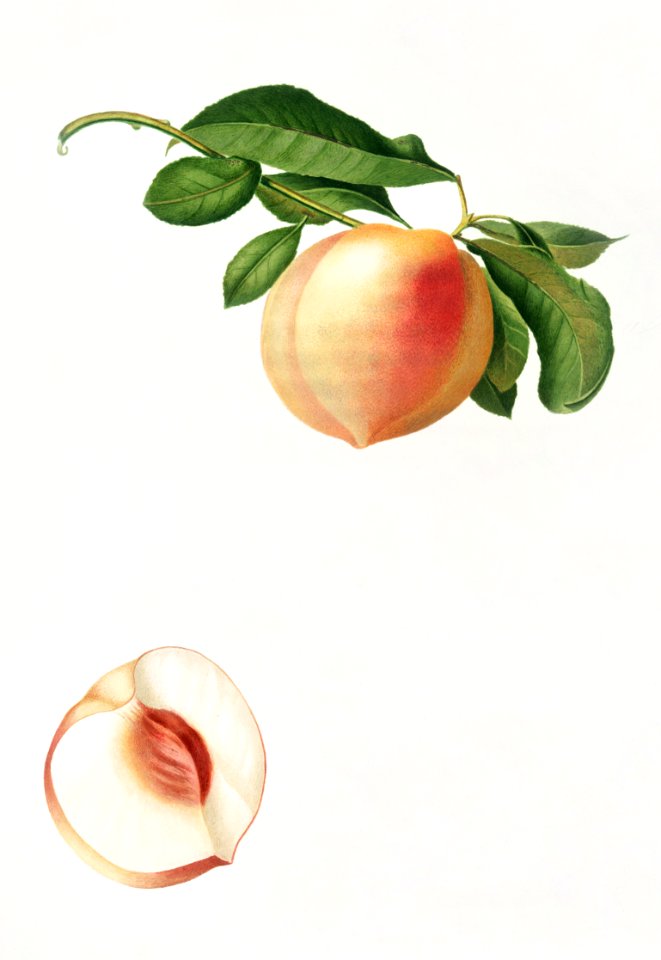 Peach (Persica julodermis) from Pomona Italiana (1817 - 1839) by Giorgio Gallesio (1772-1839).