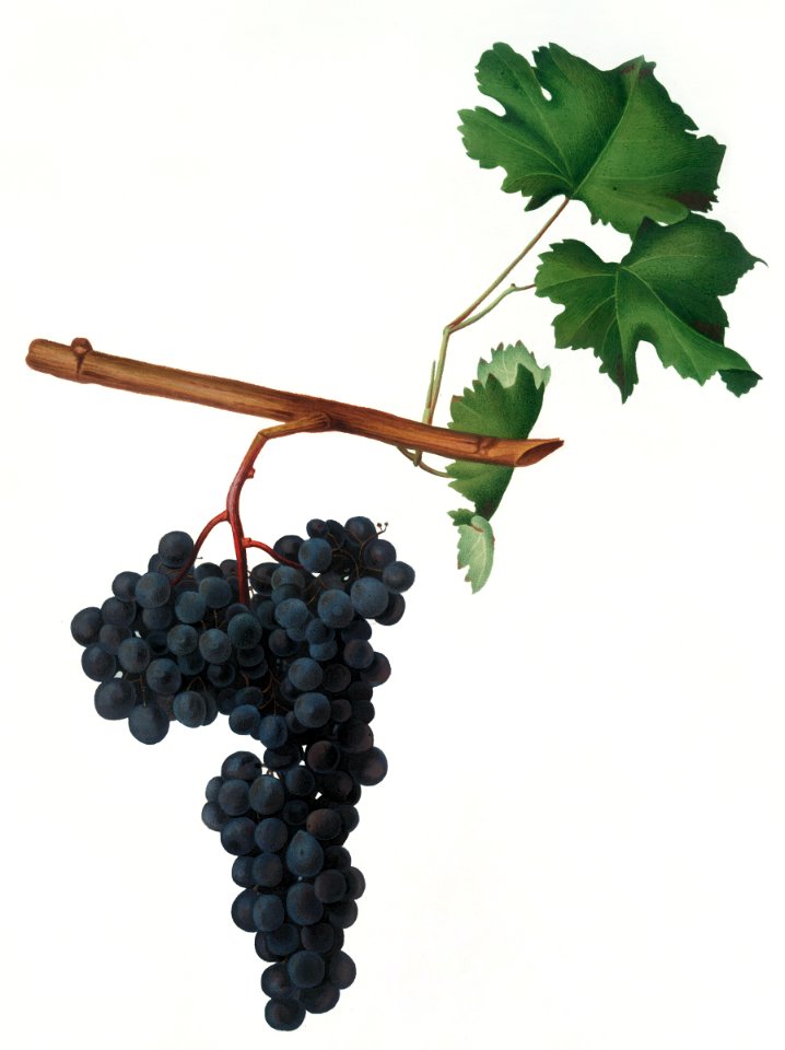 Dolcetto grapes (Vitis vinifera) from Pomona Italiana (1817 - 1839) by Giorgio Gallesio (1772-1839).. Free illustration for personal and commercial use.