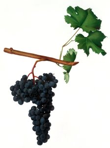 Dolcetto grapes (Vitis vinifera) from Pomona Italiana (1817 - 1839) by Giorgio Gallesio (1772-1839).