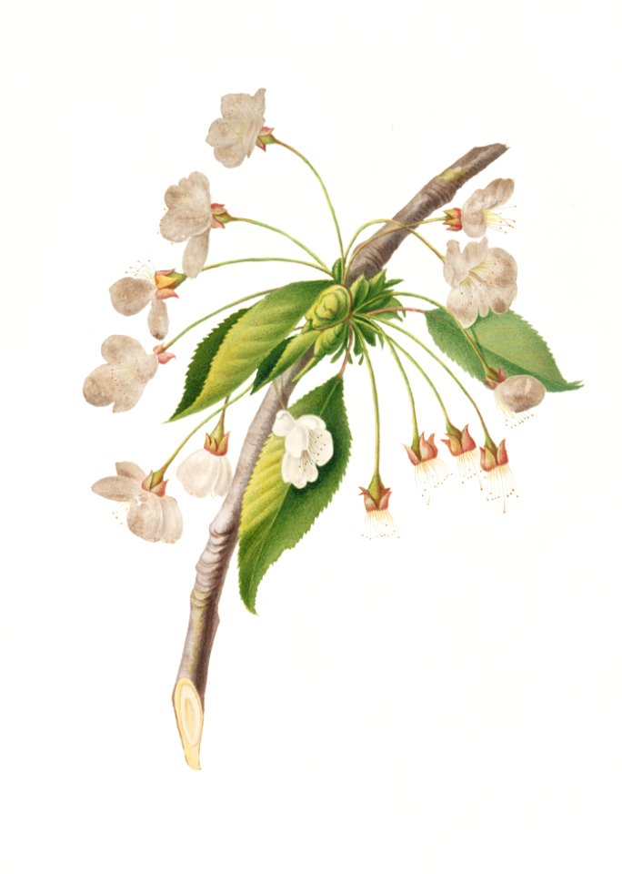 Cherry plum flower (Mirabolano) from Pomona Italiana (1817 - 1839) by Giorgio Gallesio (1772-1839).