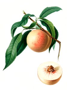 Peach (Persica julodermis) from Pomona Italiana (1817 - 1839) by Giorgio Gallesio (1772-1839).