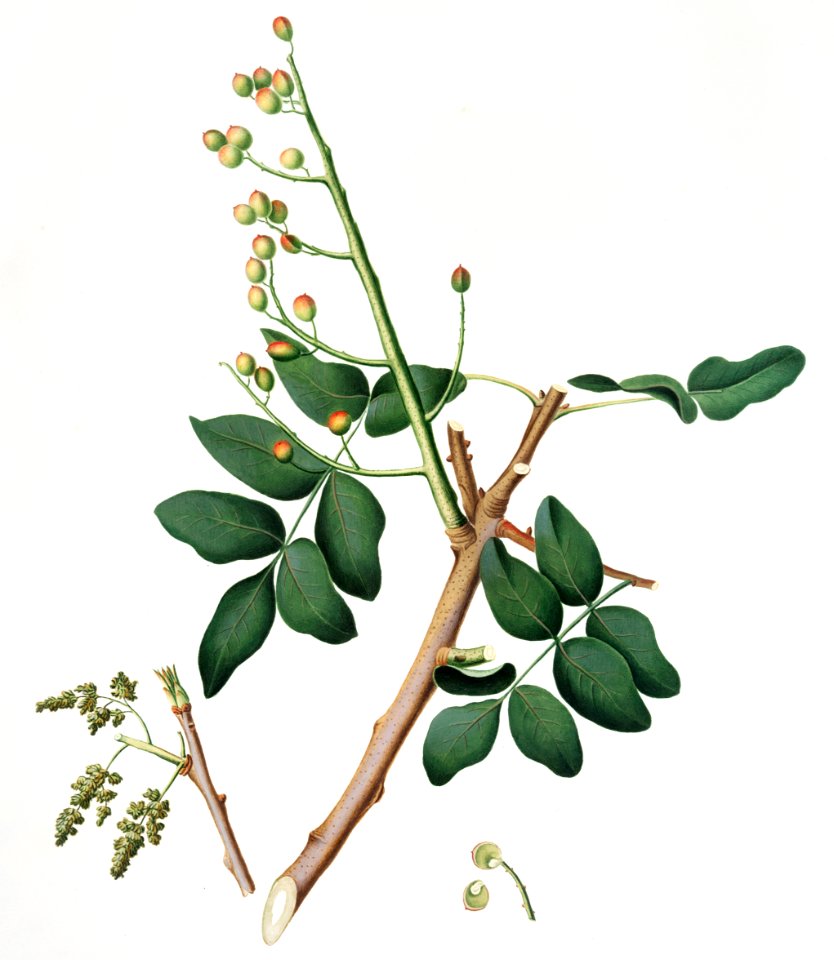 Pistachio (Pistacia vera) from Pomona Italiana (1817 - 1839) by Giorgio Gallesio (1772-1839).