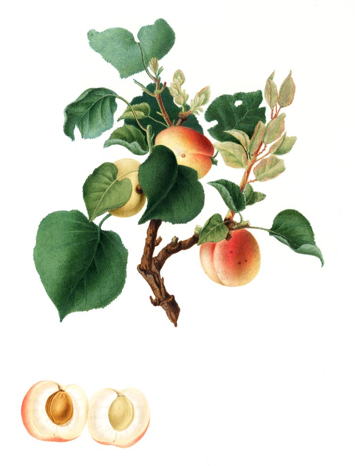 Apricot (Alessandrina seconda) from Pomona Italiana (1817 - 1839) by Giorgio Gallesio (1772-1839).