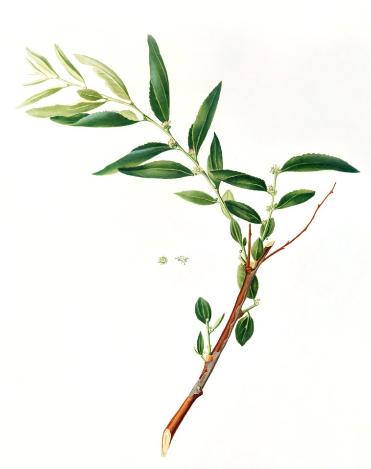 Jujube (Fiorazione del Giuggiolo) from Pomona Italiana (1817 - 1839) by Giorgio Gallesio (1772-1839).