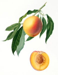Peach (Persica Iulodermis) from Pomona Italiana (1817 - 1839) by Giorgio Gallesio (1772-1839).