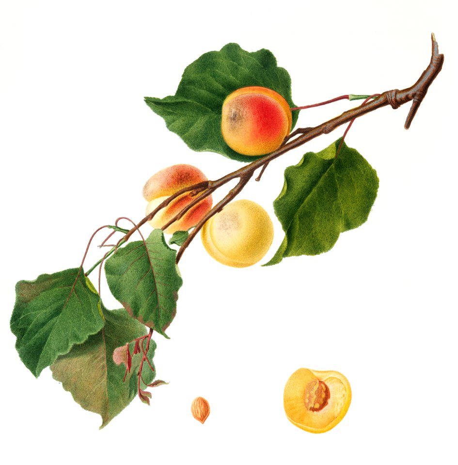 Apricot (Armeniaca Alexandrina) from Pomona Italiana (1817 - 1839) by Giorgio Gallesio (1772-1839).