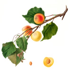 Apricot (Armeniaca Alexandrina) from Pomona Italiana (1817 - 1839) by Giorgio Gallesio (1772-1839).
