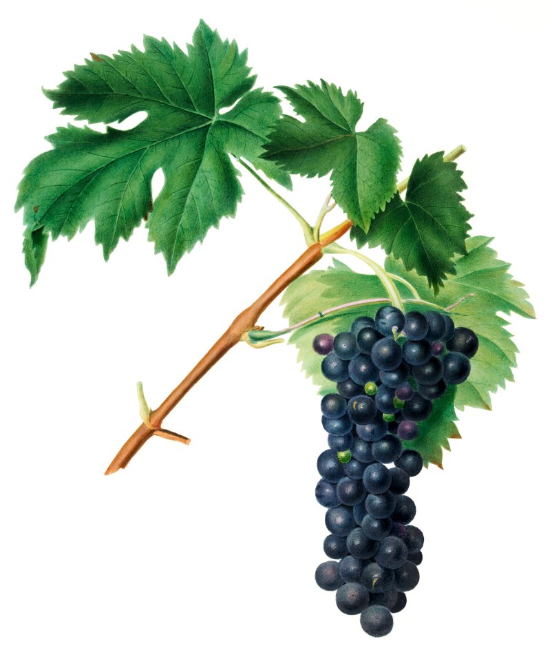 Black Aleatico grape (Vitis vinifera) from Pomona Italiana (1817 - 1839) by Giorgio Gallesio (1772-1839).