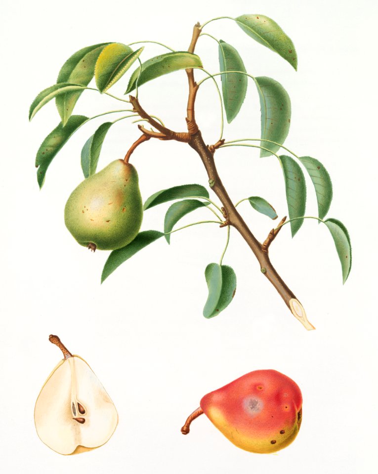 Pear (Pyrus veneta) from Pomona Italiana (1817 - 1839) by Giorgio Gallesio (1772-1839).