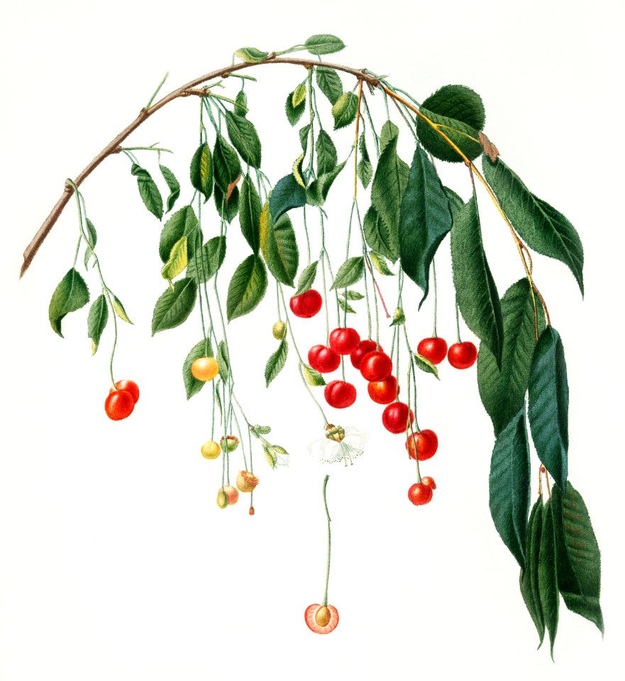 Visciola Cherries (Cerasus visciola) from Pomona Italiana (1817 - 1839) by Giorgio Gallesio (1772-1839).