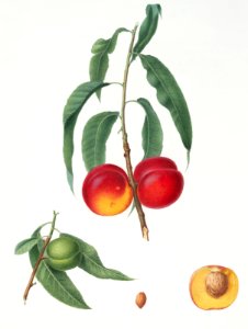 Walnut peach (Persica) from Pomona Italiana (1817 - 1839) by Giorgio Gallesio (1772-1839).