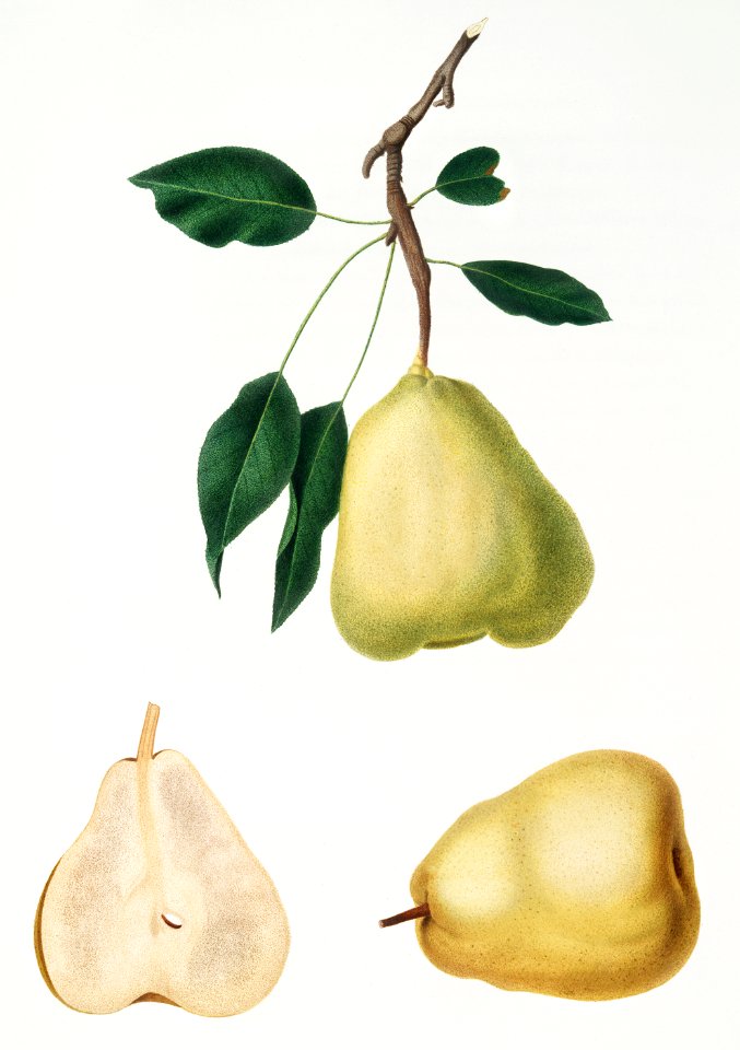 Pear (Pyrus communis) from Pomona Italiana (1817 - 1839) by Giorgio Gallesio (1772-1839).