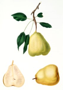 Pear (Pyrus communis) from Pomona Italiana (1817 - 1839) by Giorgio Gallesio (1772-1839).