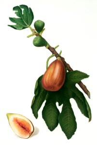 Fig (Ficus carica sativa) from Pomona Italiana (1817 - 1839) by Giorgio Gallesio (1772-1839).. Free illustration for personal and commercial use.
