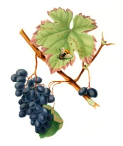Barbera grape (Vitis vinifera) from Pomona Italiana (1817 - 1839) by Giorgio Gallesio (1772-1839).. Free illustration for personal and commercial use.