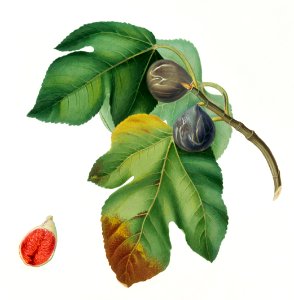 Fig (Ficus carica sativa) from Pomona Italiana (1817 - 1839) by Giorgio Gallesio (1772-1839).. Free illustration for personal and commercial use.