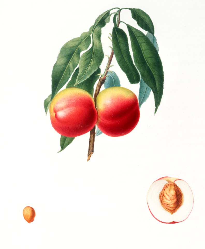 Peach (Persica psillidermis) from Pomona Italiana (1817 - 1839) by Giorgio Gallesio (1772-1839).