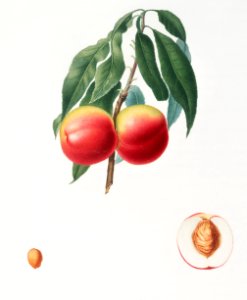 Peach (Persica psillidermis) from Pomona Italiana (1817 - 1839) by Giorgio Gallesio (1772-1839).