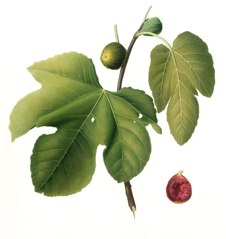 Briansole figs (Ficus carica sativa) from Pomona Italiana (1817 - 1839) by Giorgio Gallesio (1772-1839).