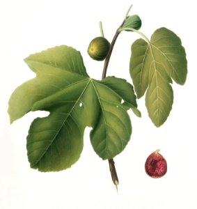 Briansole figs (Ficus carica sativa) from Pomona Italiana (1817 - 1839) by Giorgio Gallesio (1772-1839).. Free illustration for personal and commercial use.