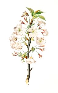 Pear tree flowers (Pyrus calleryana) from Pomona Italiana (1817 - 1839) by Giorgio Gallesio (1772-1839).