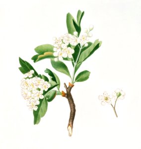 Hawthorn flower (Crataegus poliossea sterilis) from Pomona Italiana (1817 - 1839) by Giorgio Gallesio (1772-1839).