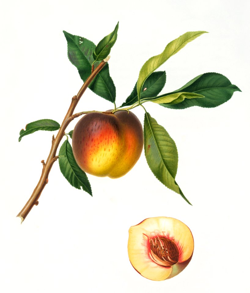 Peach (Prunus persica) from Pomona Italiana (1817 - 1839) by Giorgio Gallesio (1772-1839).