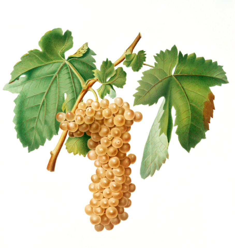 Trebbiano grapes (Vitis vinifera Trebulana Florentina) from Pomona Italiana (1817 - 1839) by Giorgio Gallesio (1772-1839).