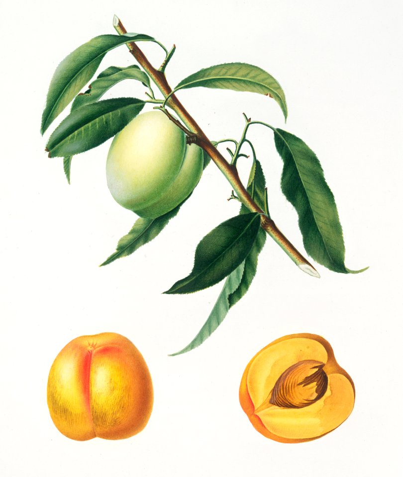 Apricot (Pesca Natalina) from Pomona Italiana (1817 - 1839) by Giorgio Gallesio (1772-1839).