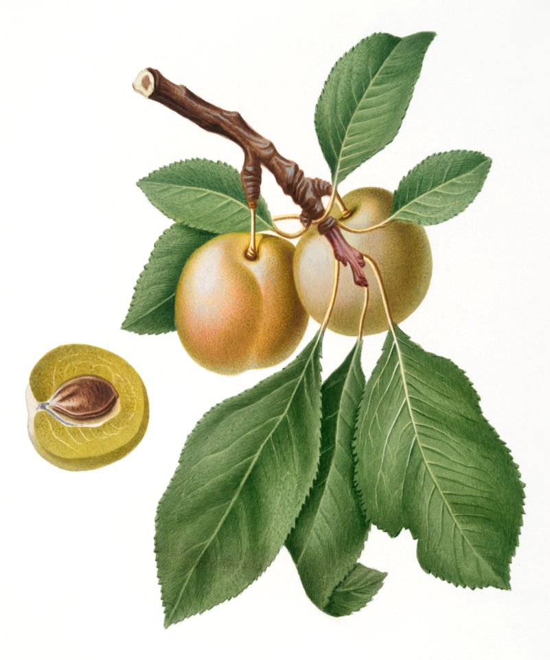 Prune (Prunus Claudia) from Pomona Italiana (1817 - 1839) by Giorgio Gallesio (1772-1839).