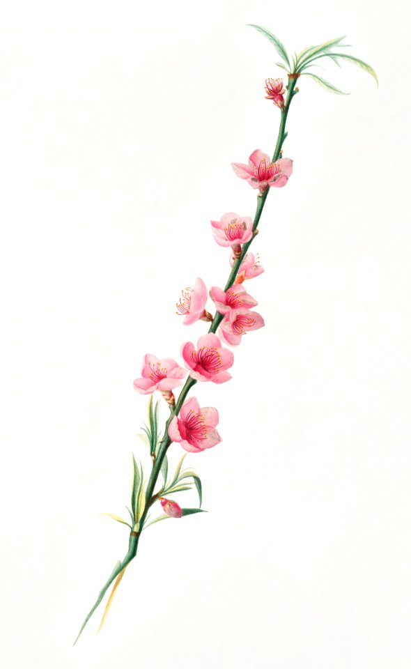 Peach blossoms (Prunus persica) from Pomona Italiana (1817 - 1839) by Giorgio Gallesio (1772-1839).